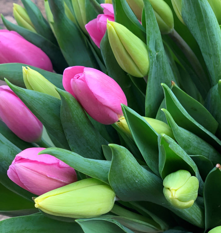 Flowers for home