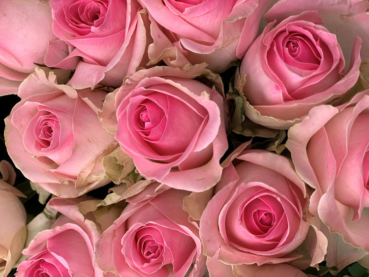 Pink flowers