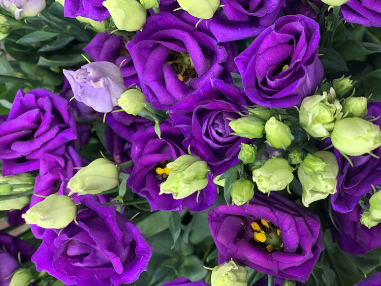 Purple flowers