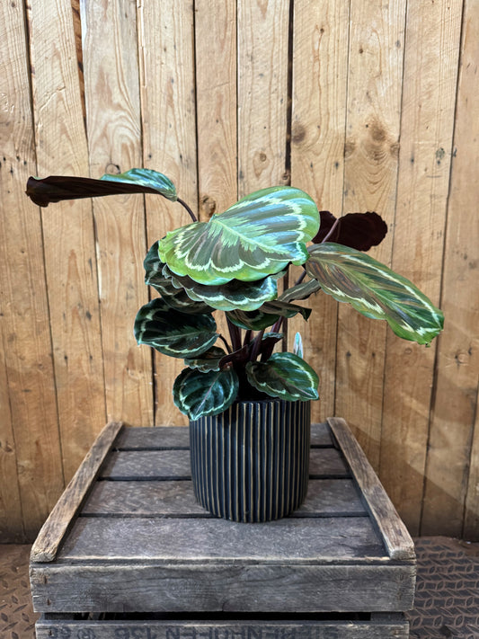 Calathea Medallion in a black and gold striped pot