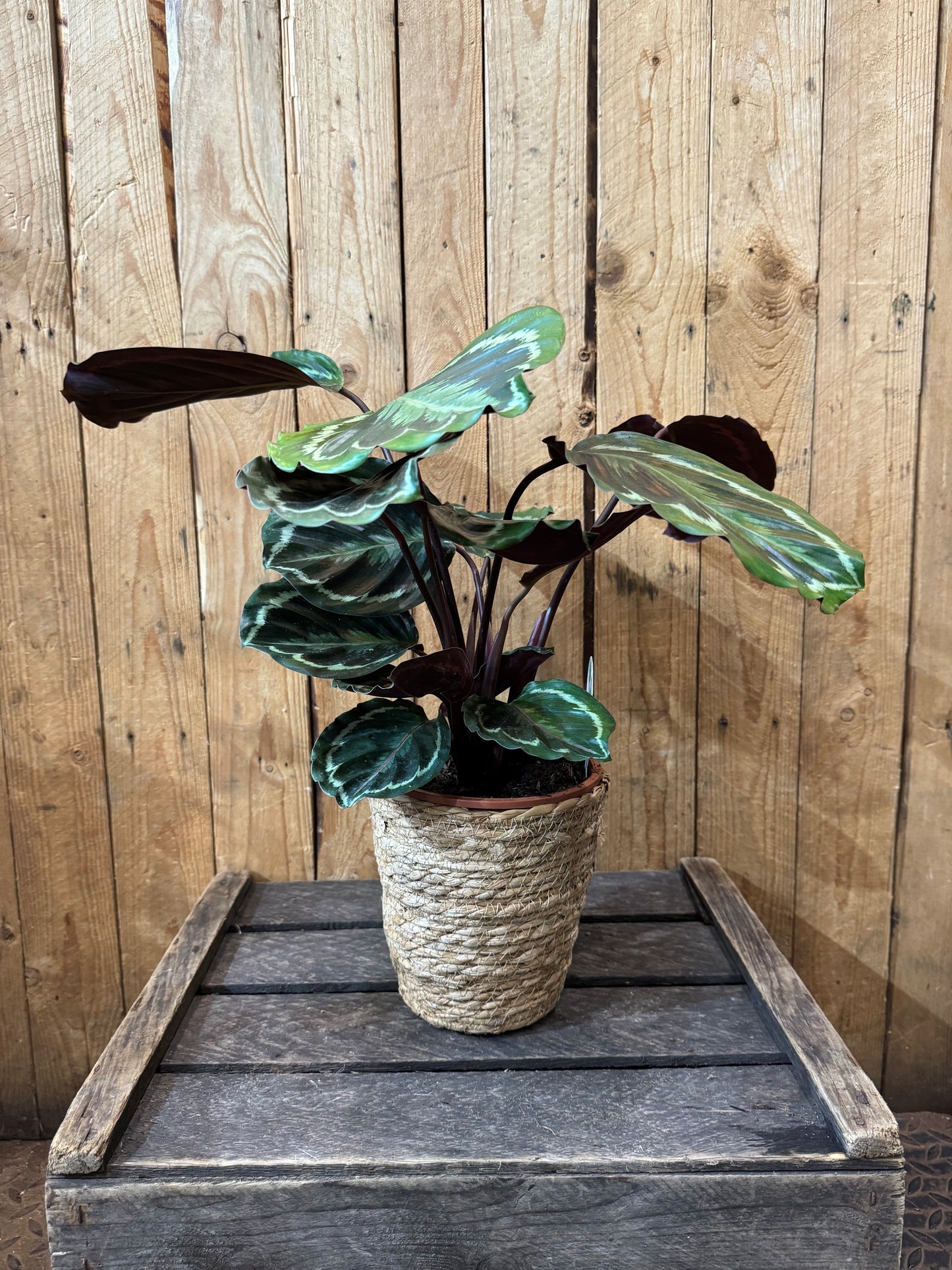 Calathea (Calathea veitchiana roseopicta ‘Medallion’)