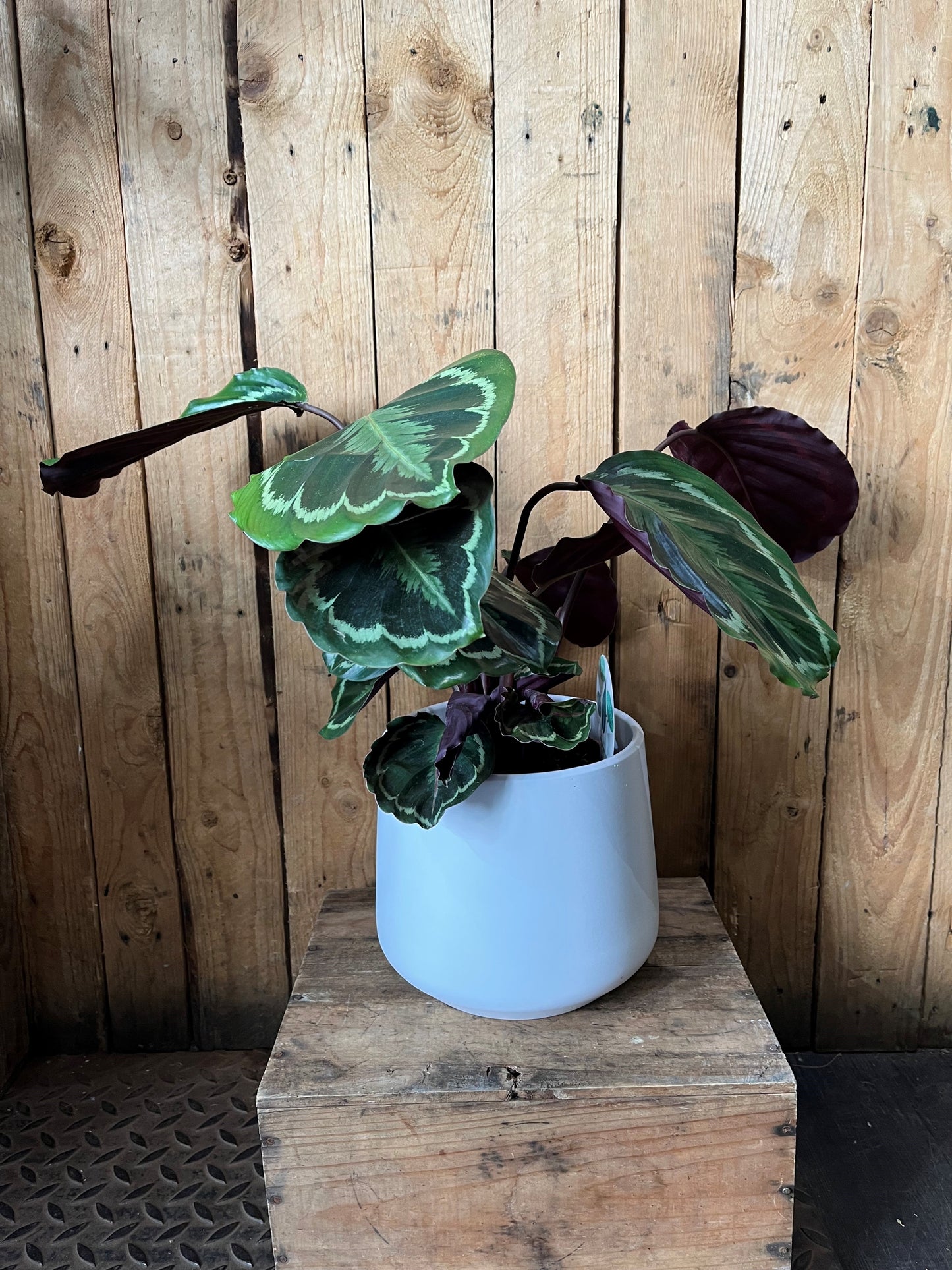 Calathea Medallion in a white ceramic pot