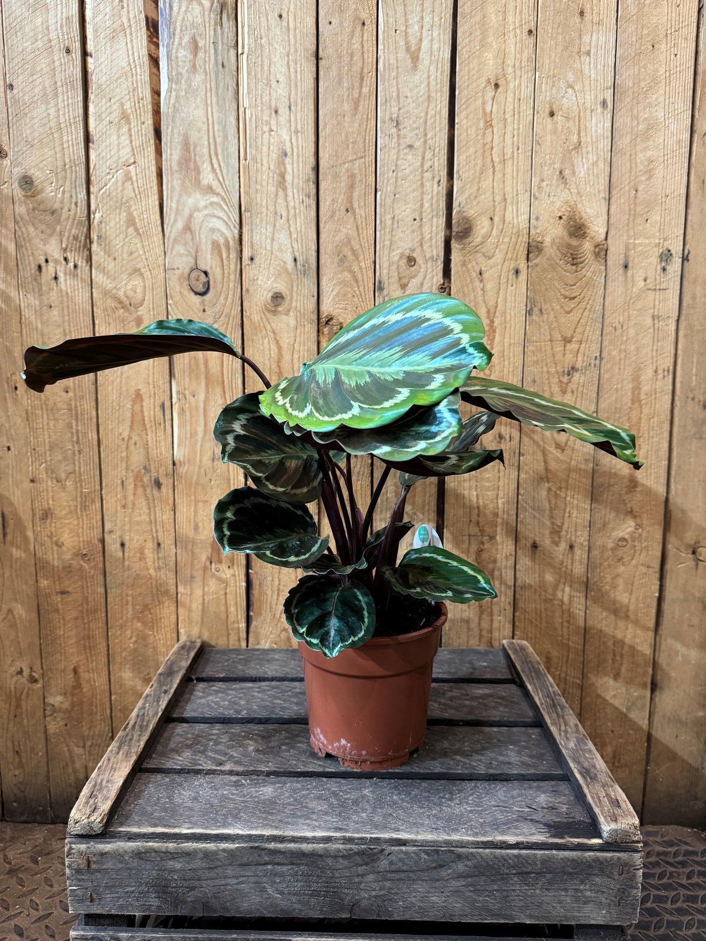 Calathea (Calathea veitchiana roseopicta ‘Medallion’)