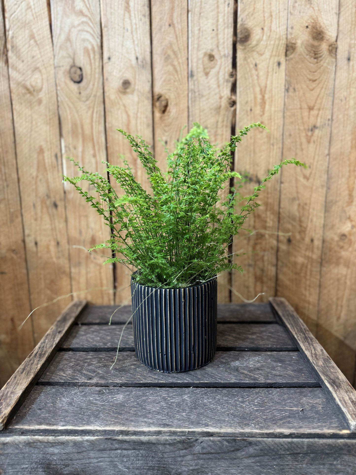 Boston Fern (Nephrolepis exaltata)