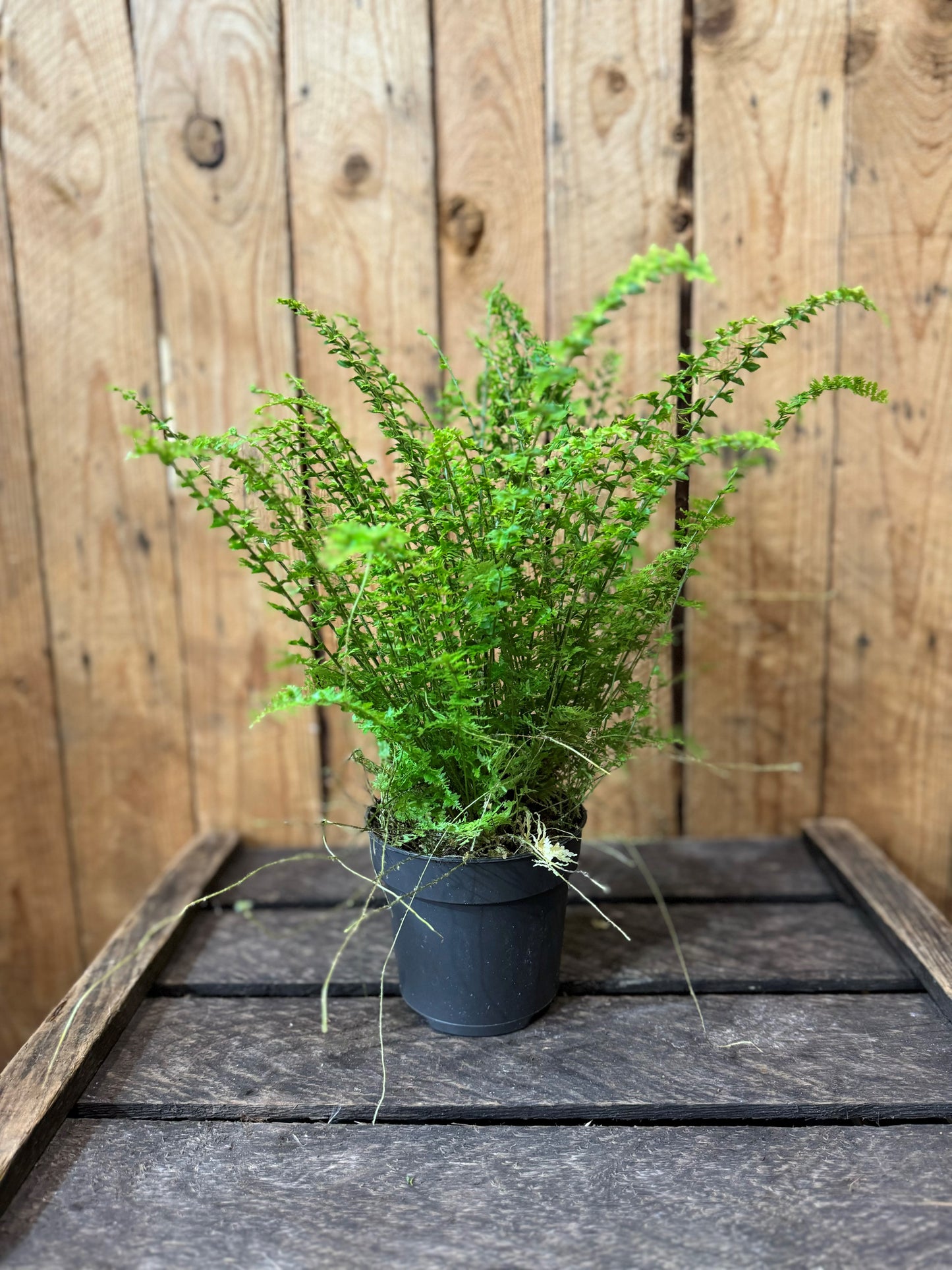 Boston fern without a decorative pot