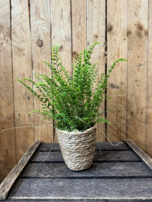 Boston fern in a seagrass basket
