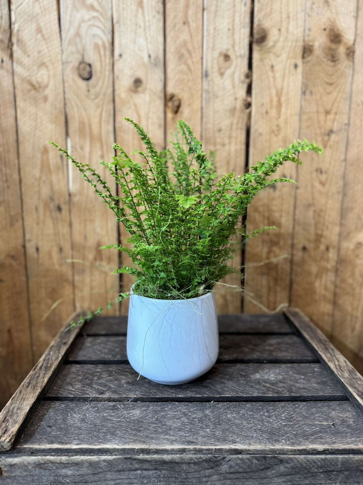 Boston Fern (Nephrolepis exaltata)