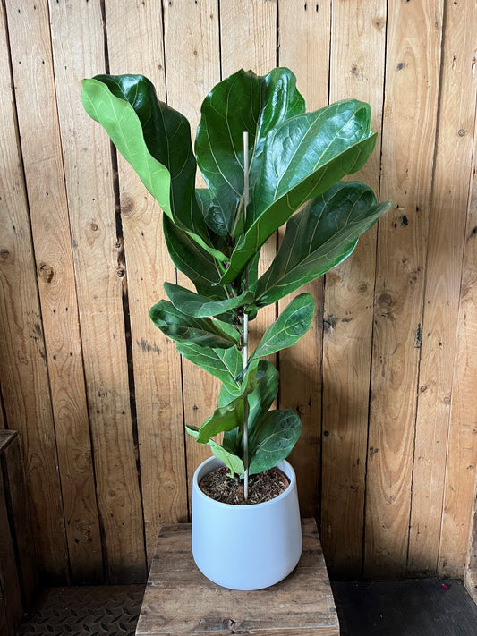 Fiddle-leaf fig in a white ceramic pot