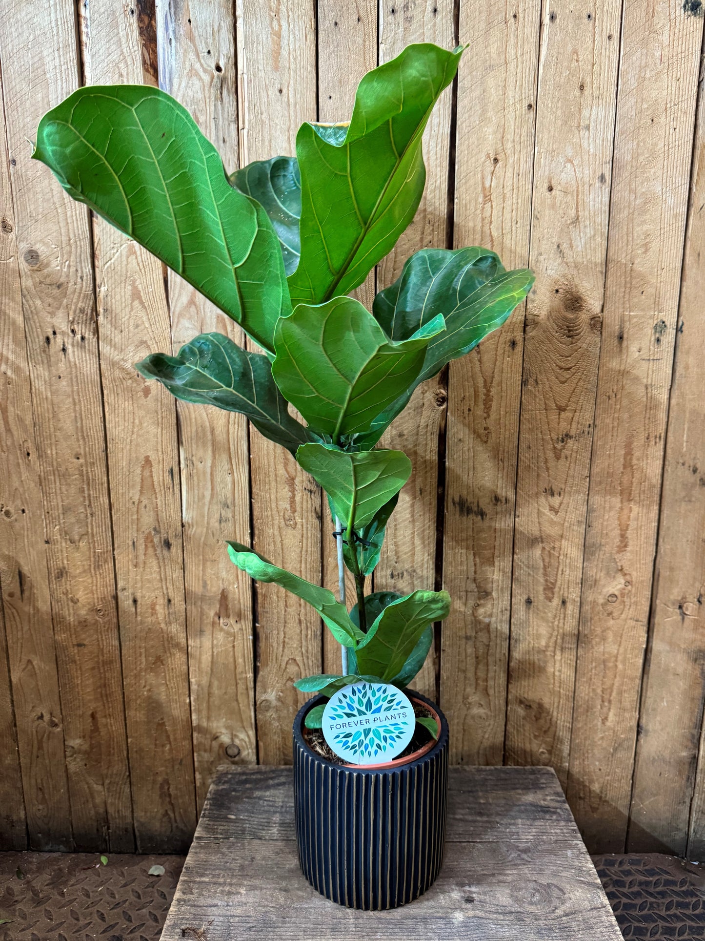 Rubber plant (Ficus lyrata)