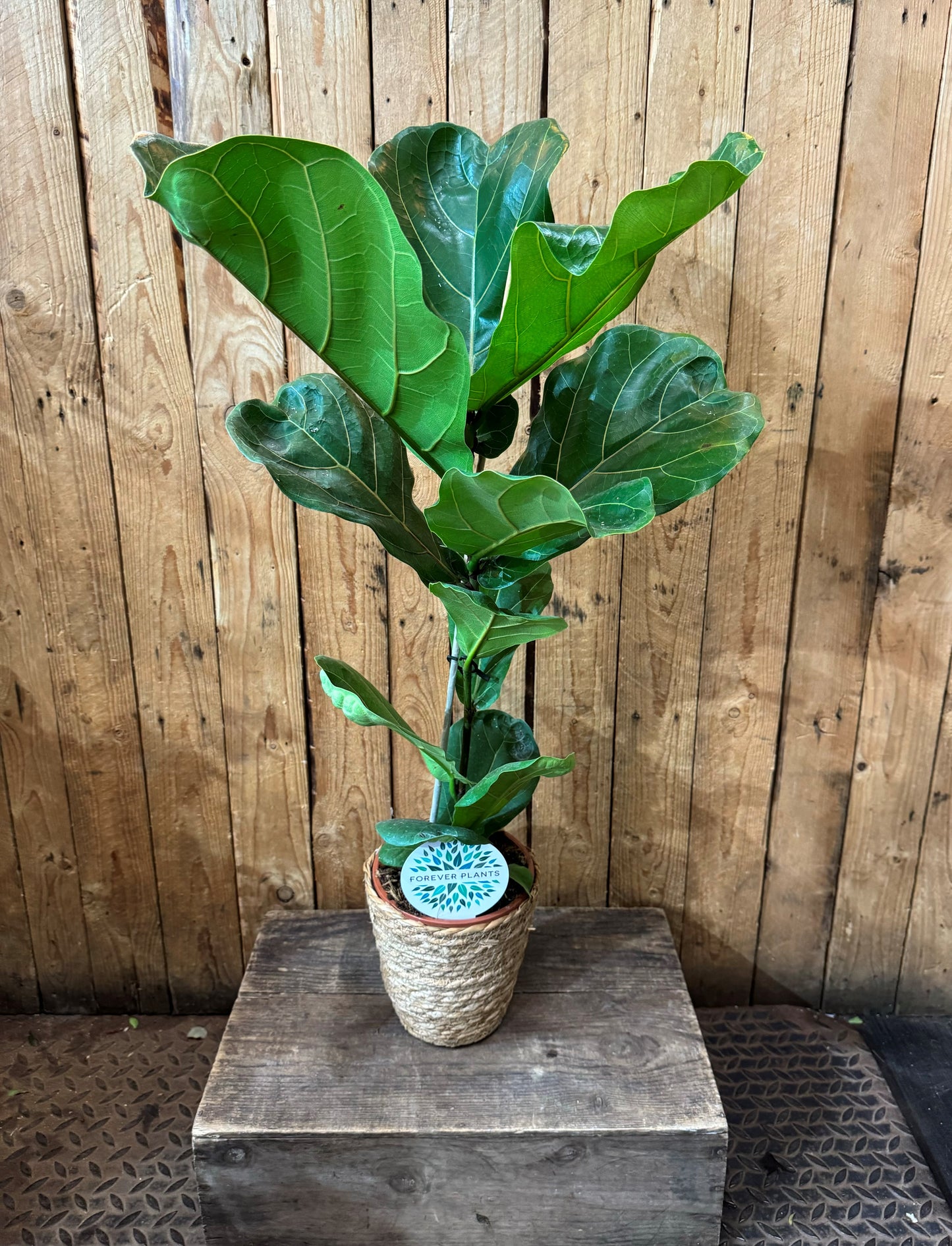 Rubber plant (Ficus lyrata)