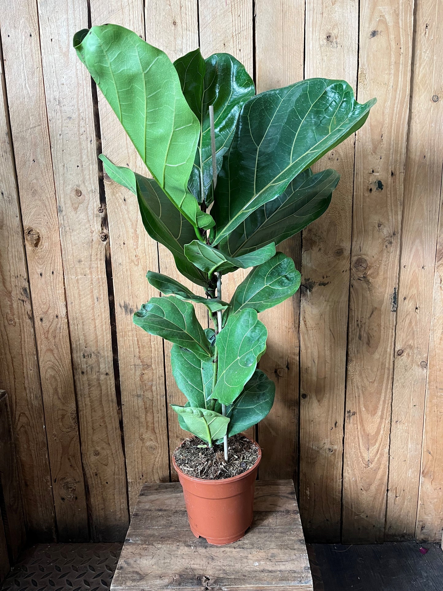 Rubber plant (Ficus lyrata)