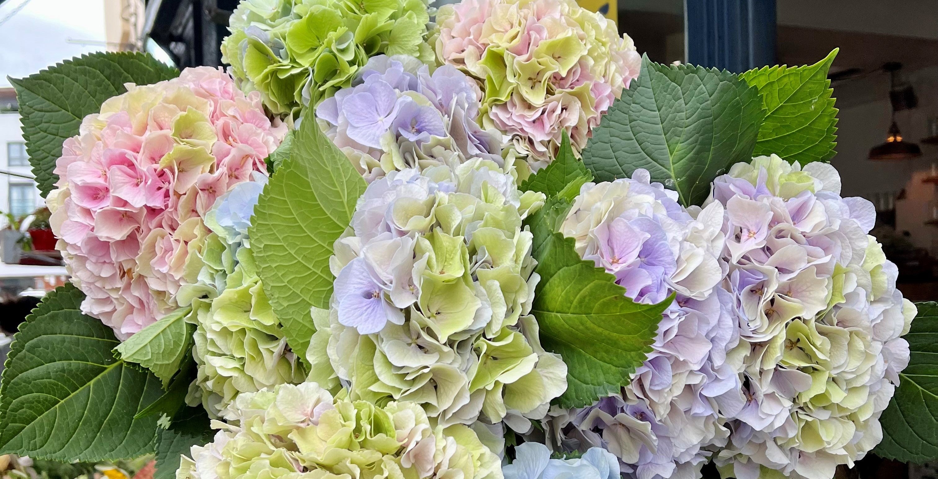 Colorful hydrangea flowers with green leaves in a natural setting.