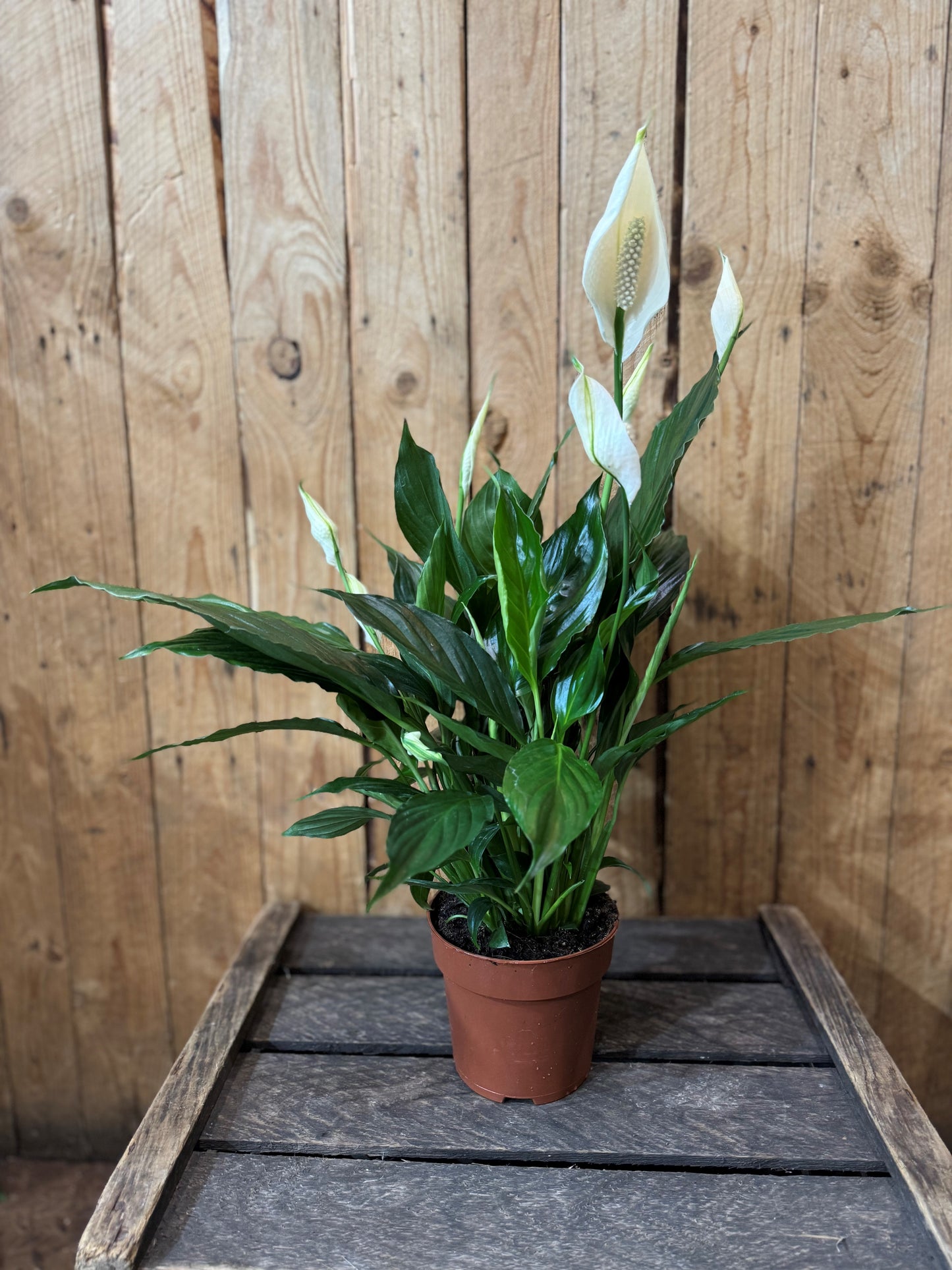 Peace Lily (Spathiphyllum)