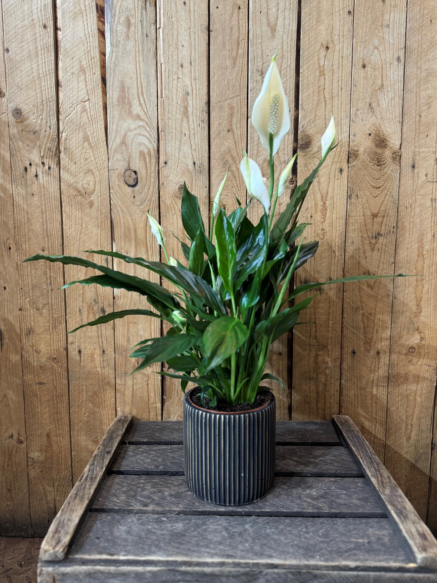 Peace Lily (Spathiphyllum)