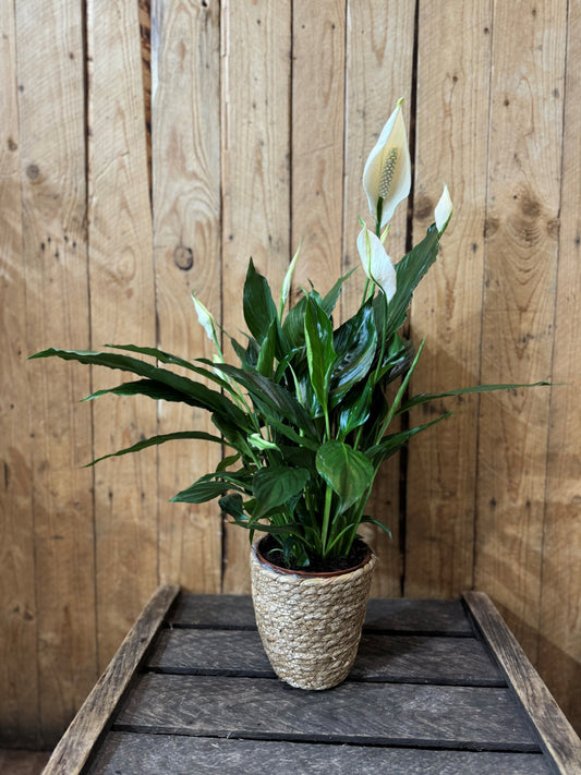 Peace Lily (Spathiphyllum)