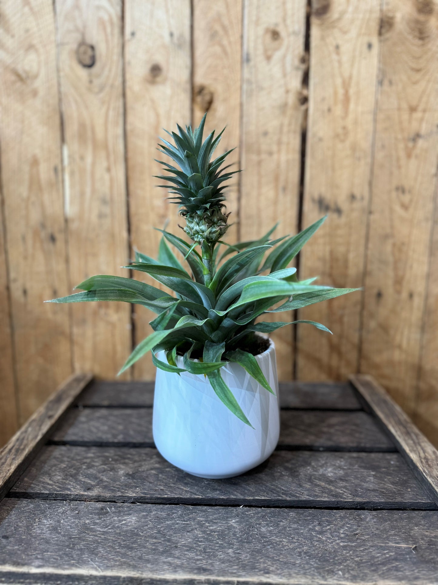 Pineapple plant (Ananas Mi Amigo)