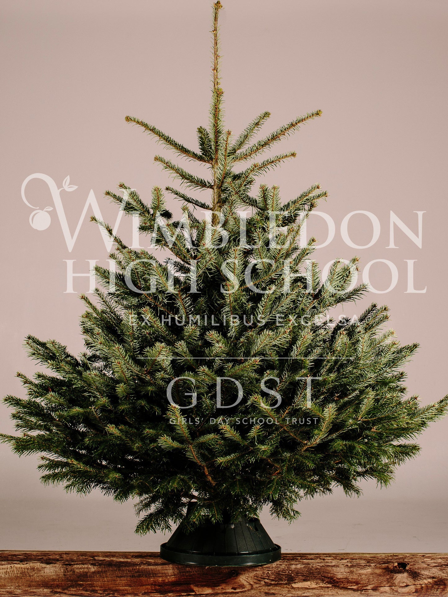 Premium Quality Nordmann Fir Christmas Tree (Wimbledon High School)