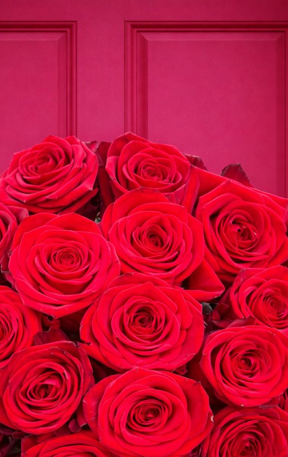 'True Love' Red Roses