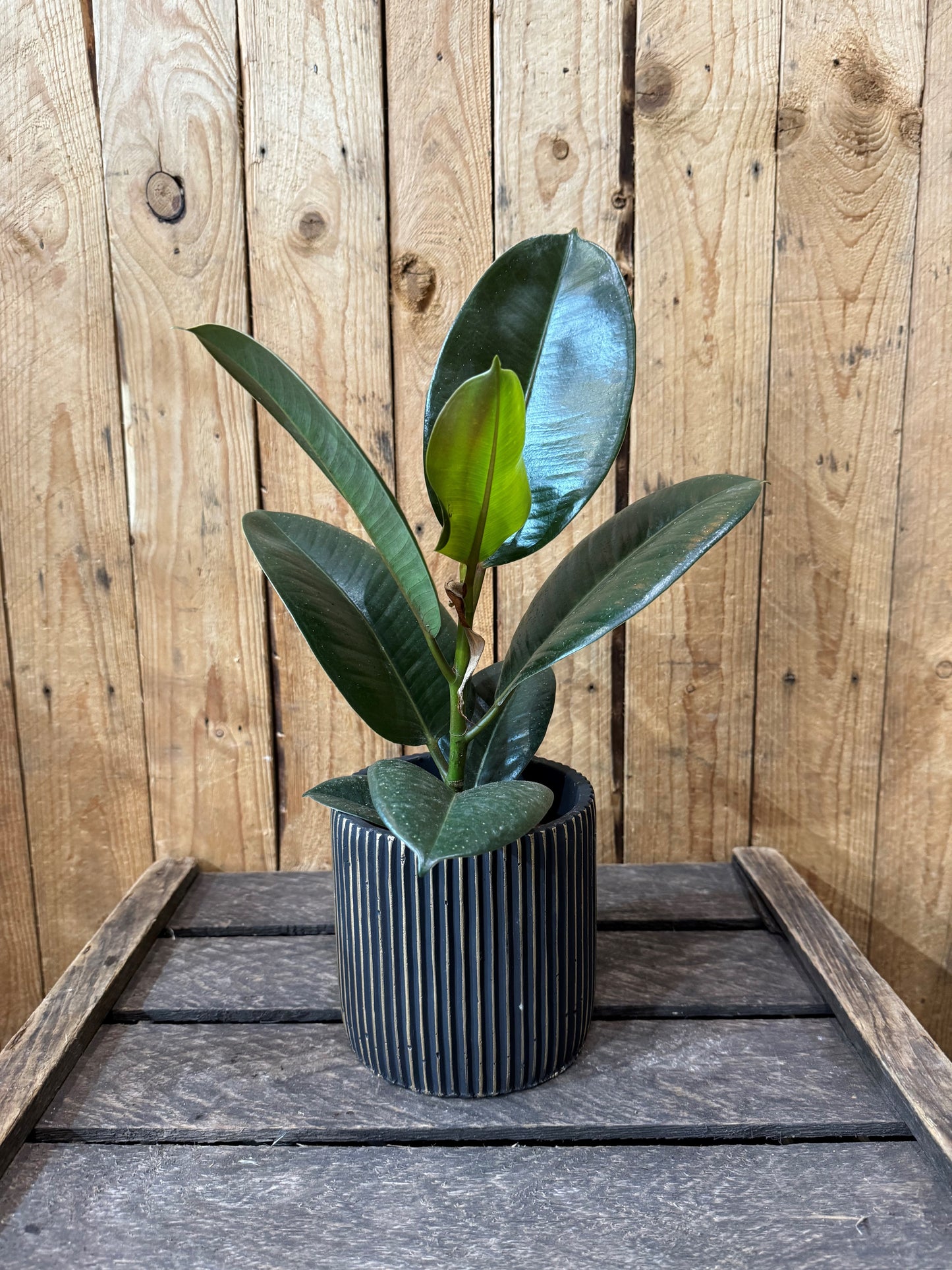 Rubber plant (Ficus Robusta)