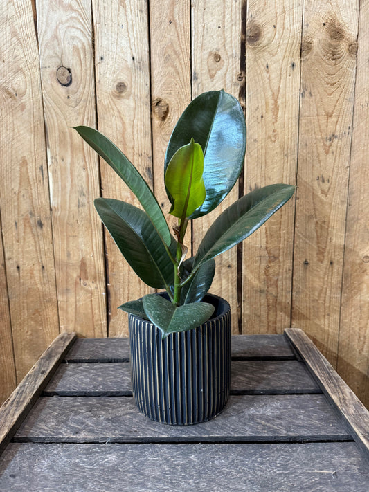 Rubber plant in a black and gold striped pot