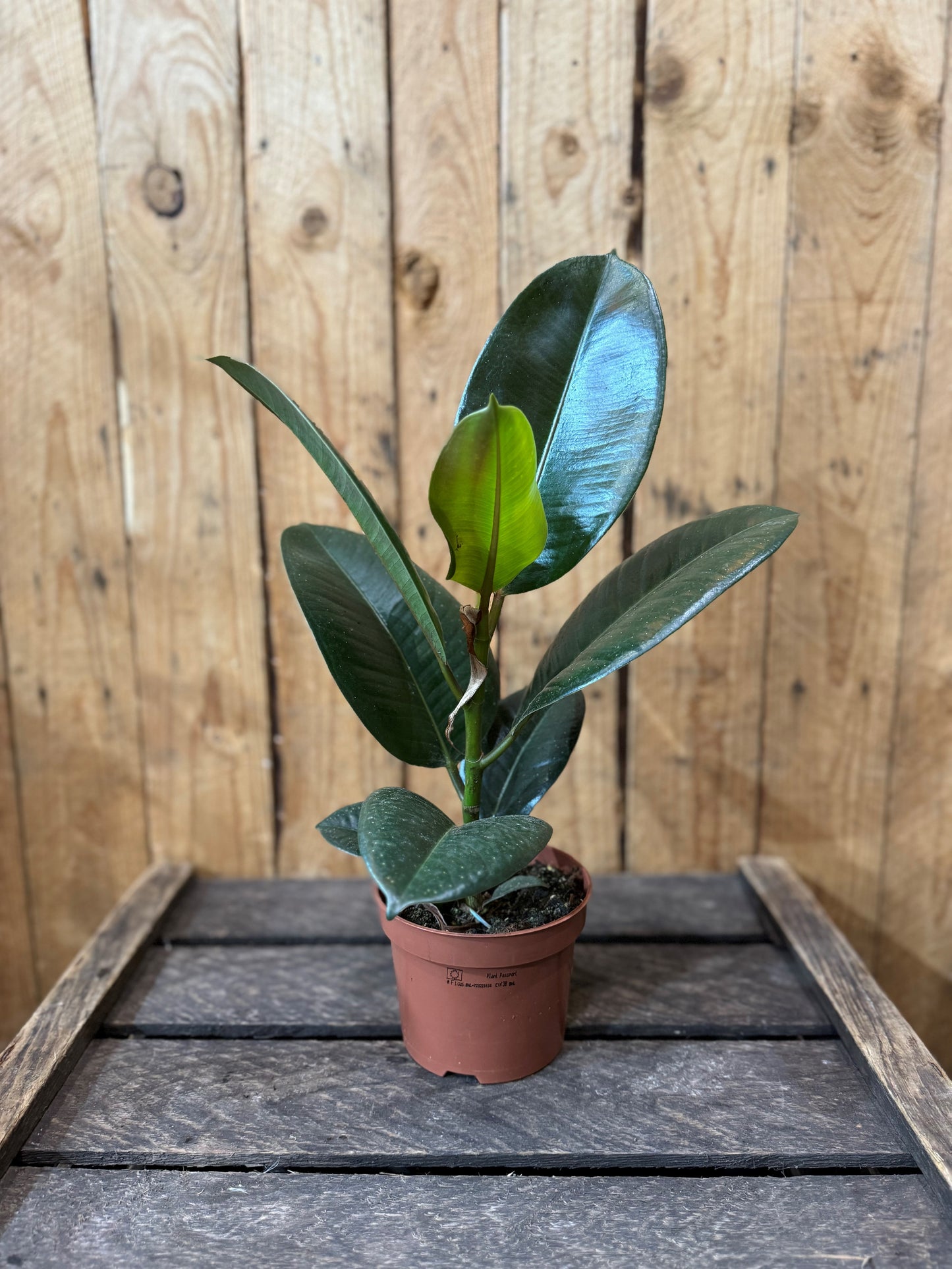 Rubber plant without a decorative pot