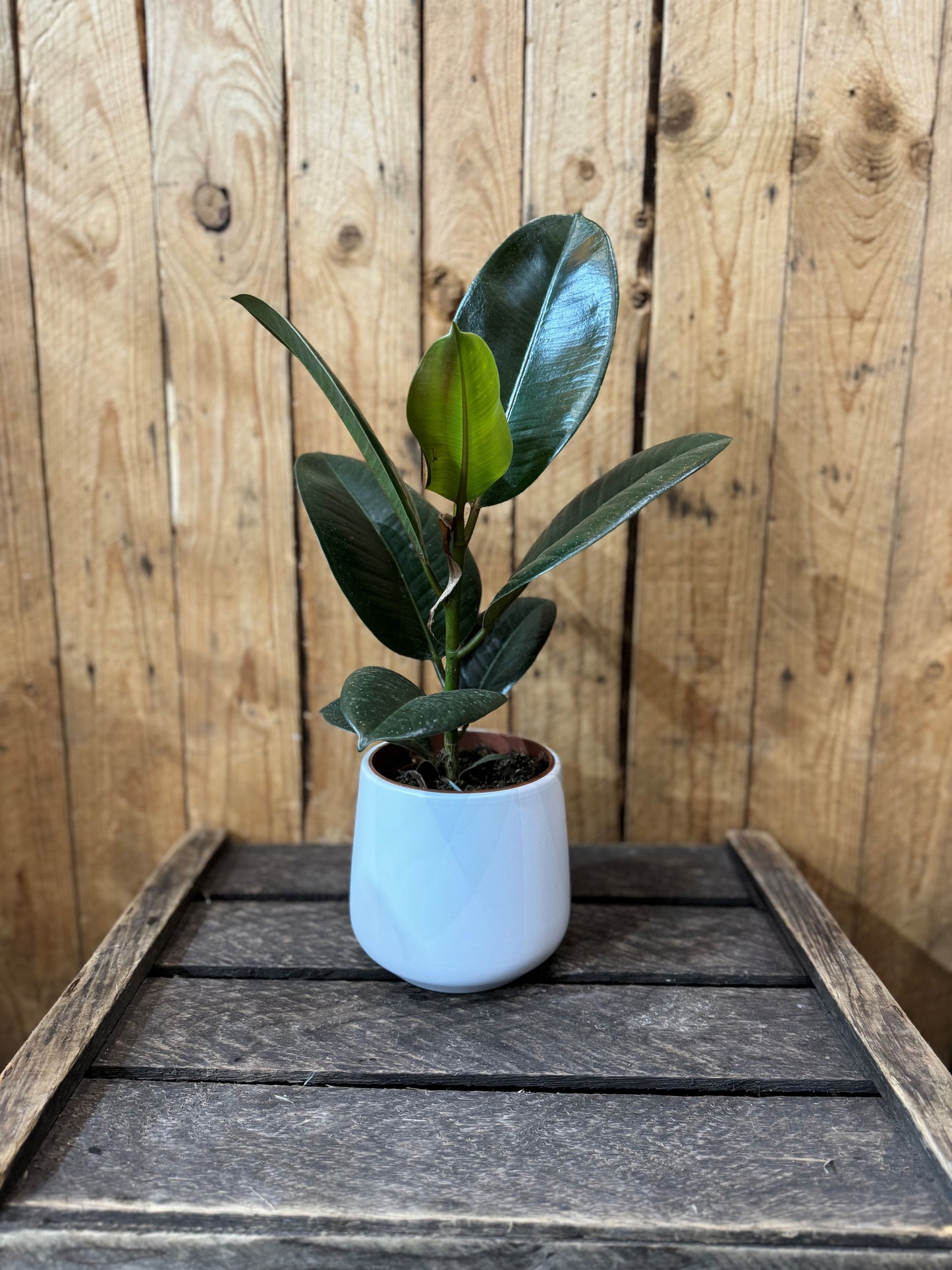 Rubber plant (Ficus Robusta)