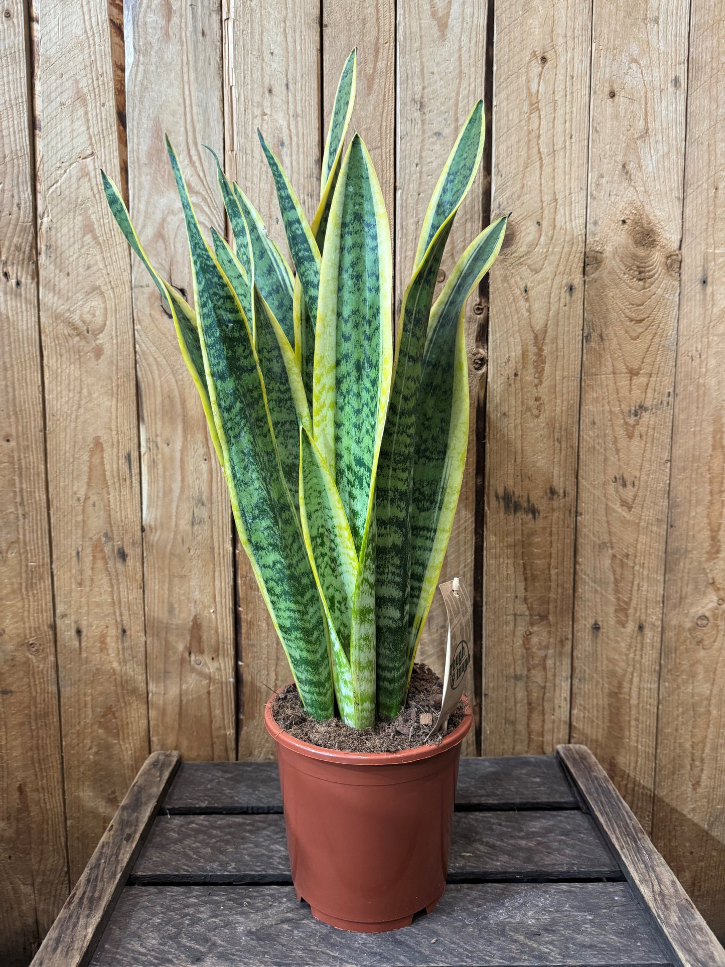 Snake plant (Sansevieria Laurentii)