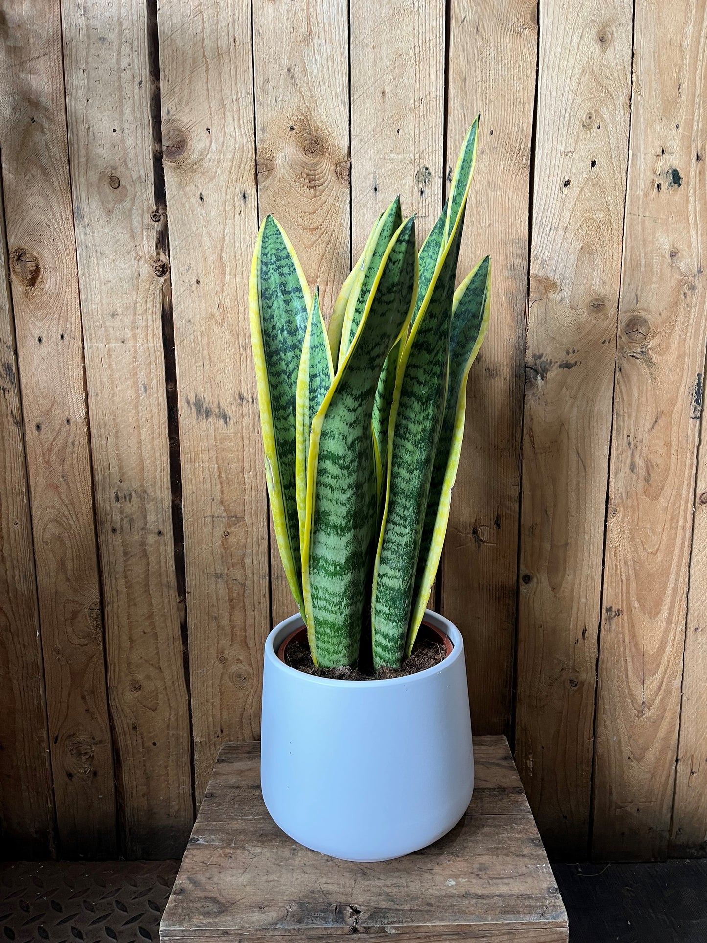 Snake plant (Sansevieria Laurentii)