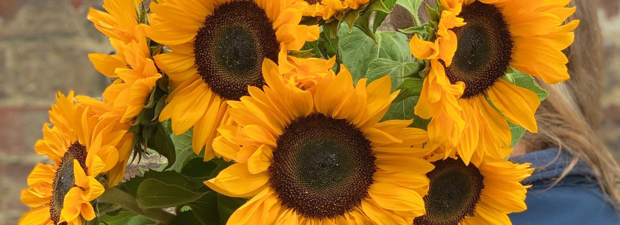 Close up of sunflowers