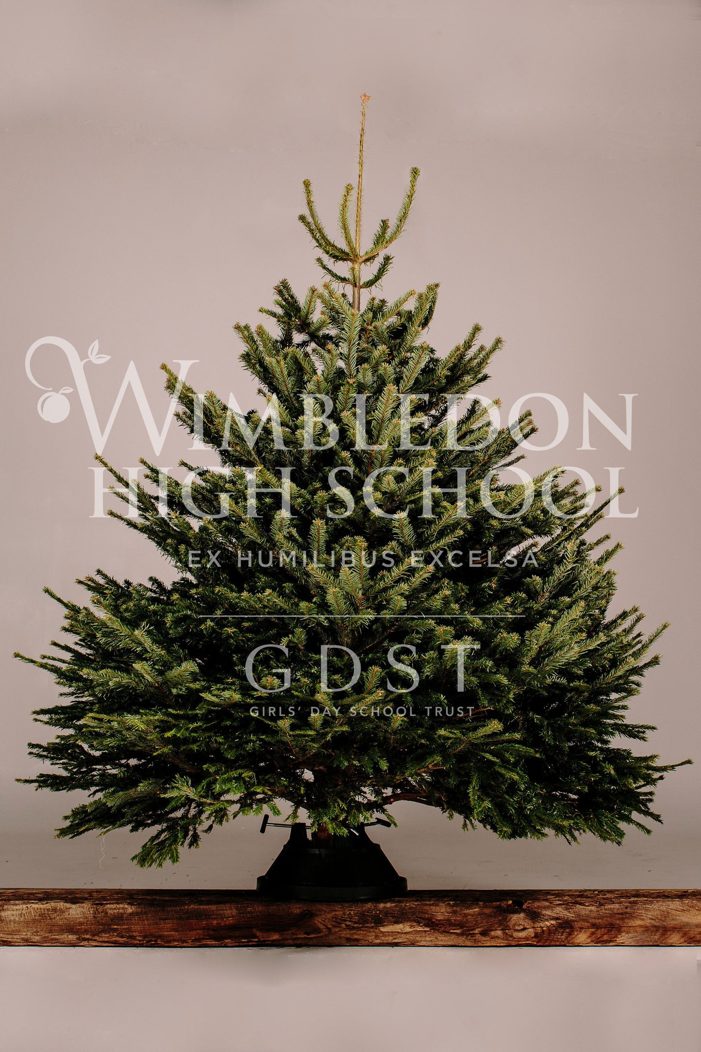 Super-Grade Quality Nordmann Fir Christmas Tree (Wimbledon High School)