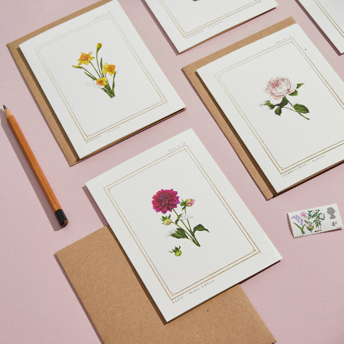 Dahlia Botanical Card