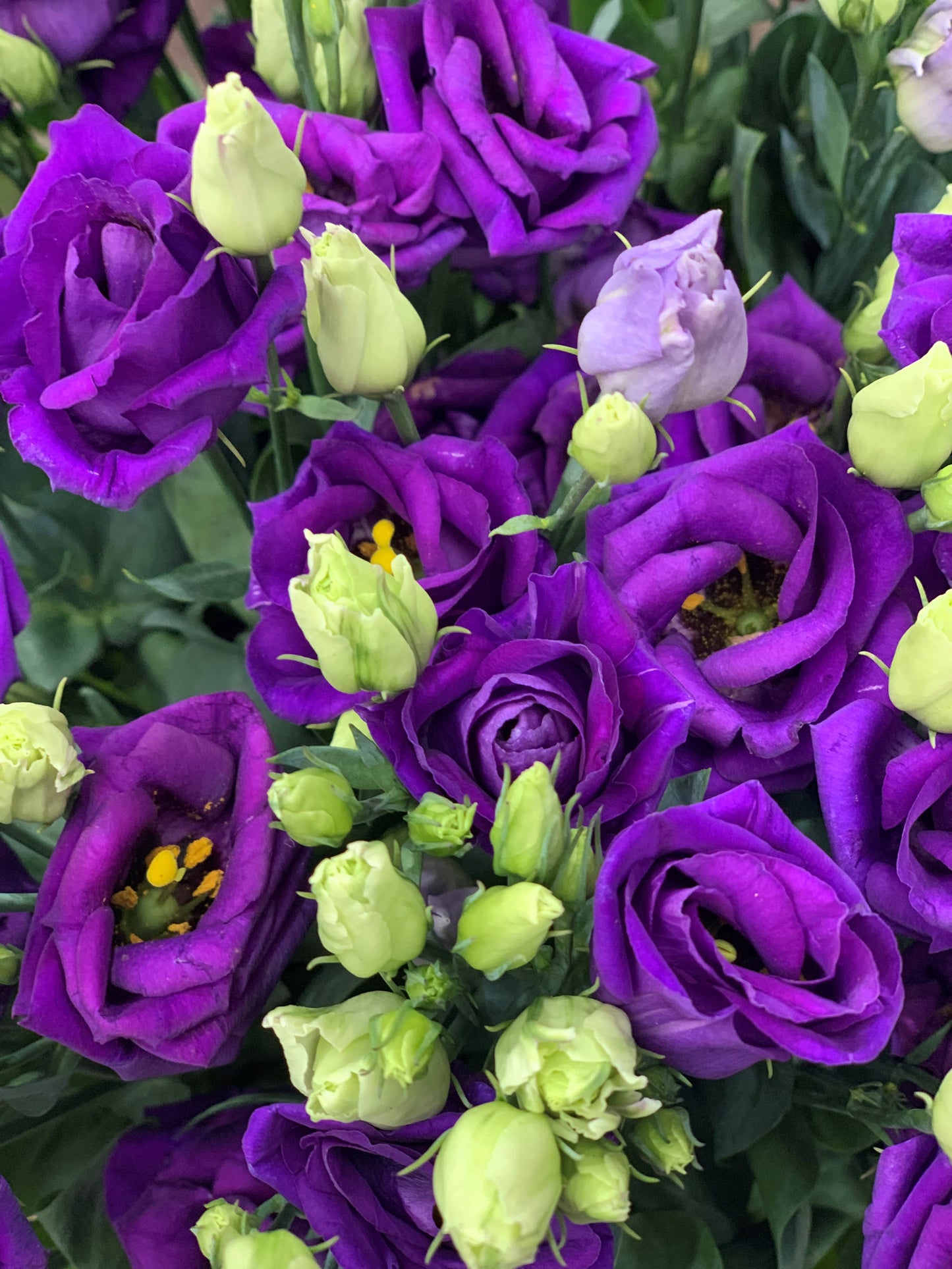 Purple lisianthus