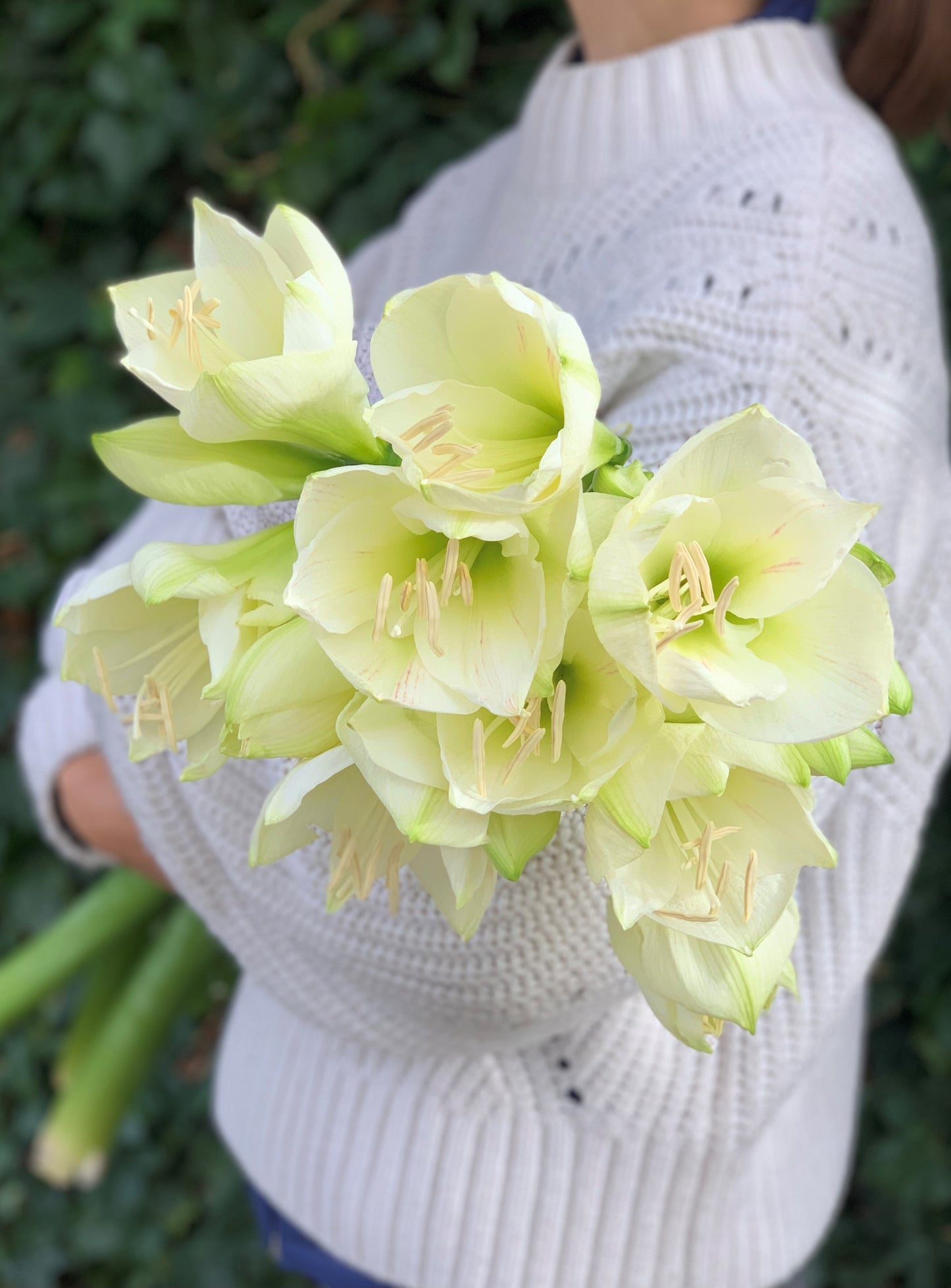 White Amaryllis