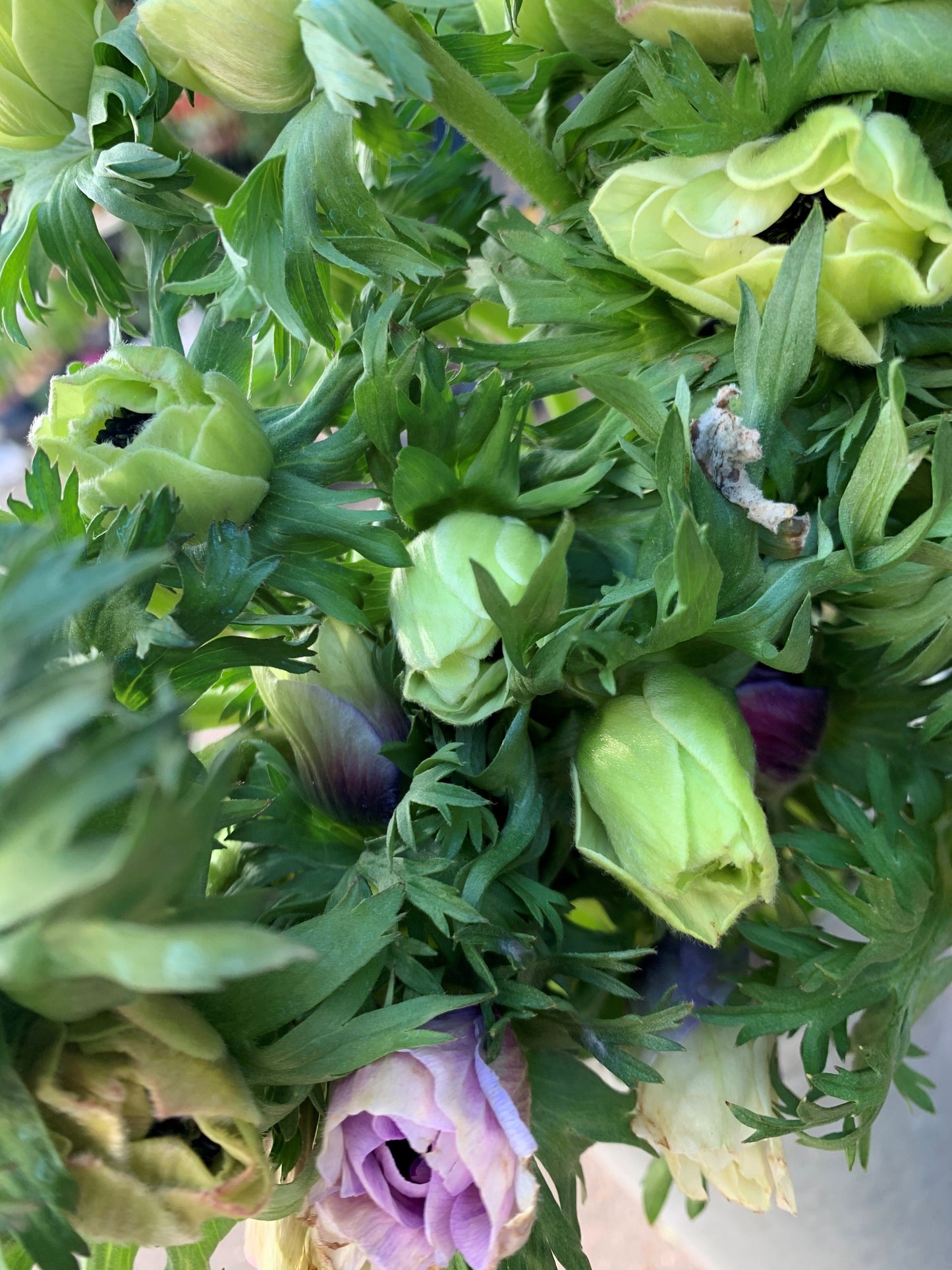 Our pick of the Anemones