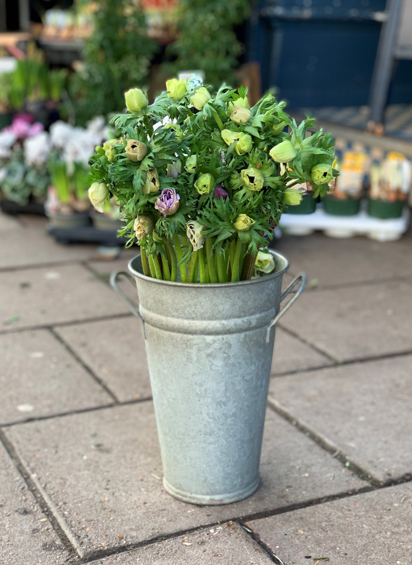 Our pick of the Anemones