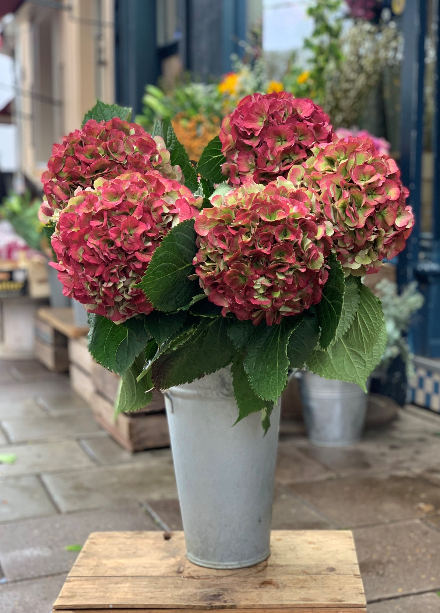 Our pick of Hydrangea
