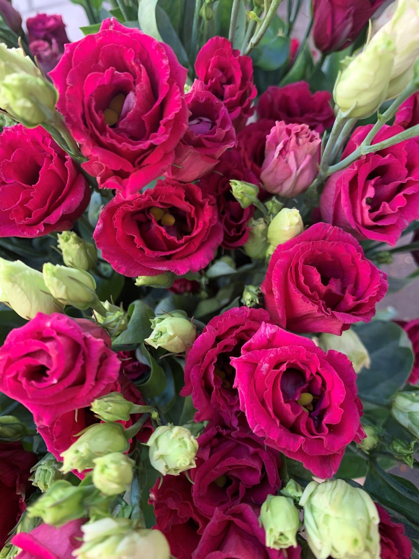 Pink lisianthus