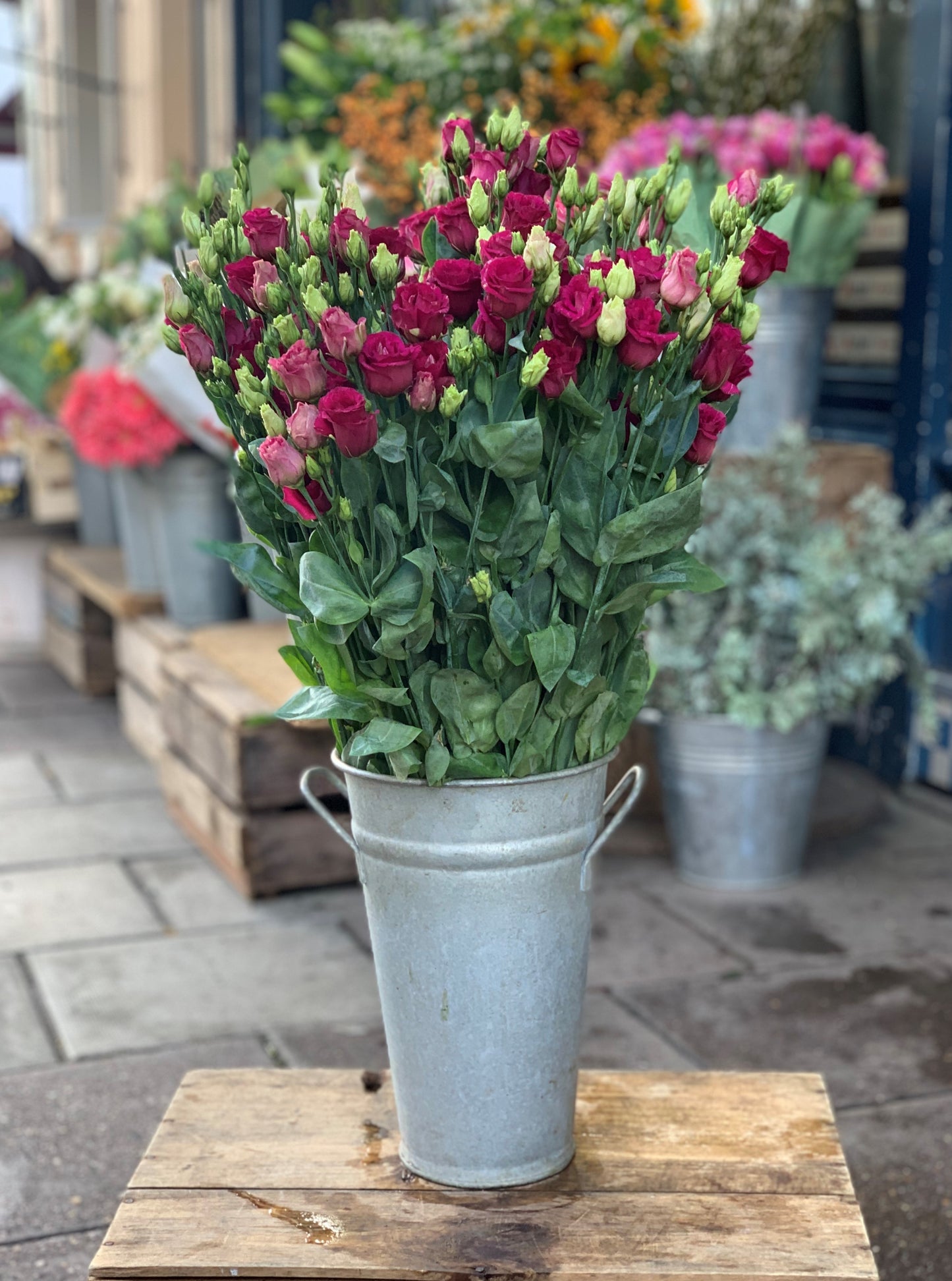 Pink lisianthus