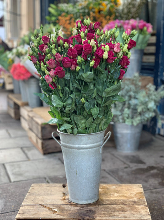 Pink lisianthus