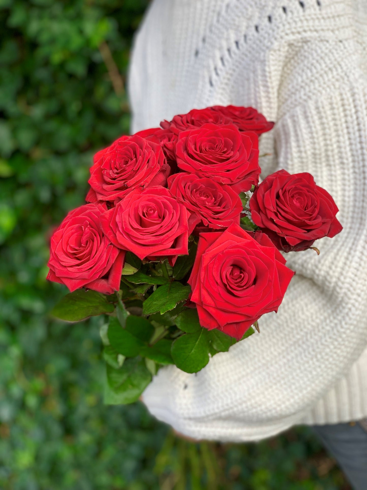 Festive Red Roses