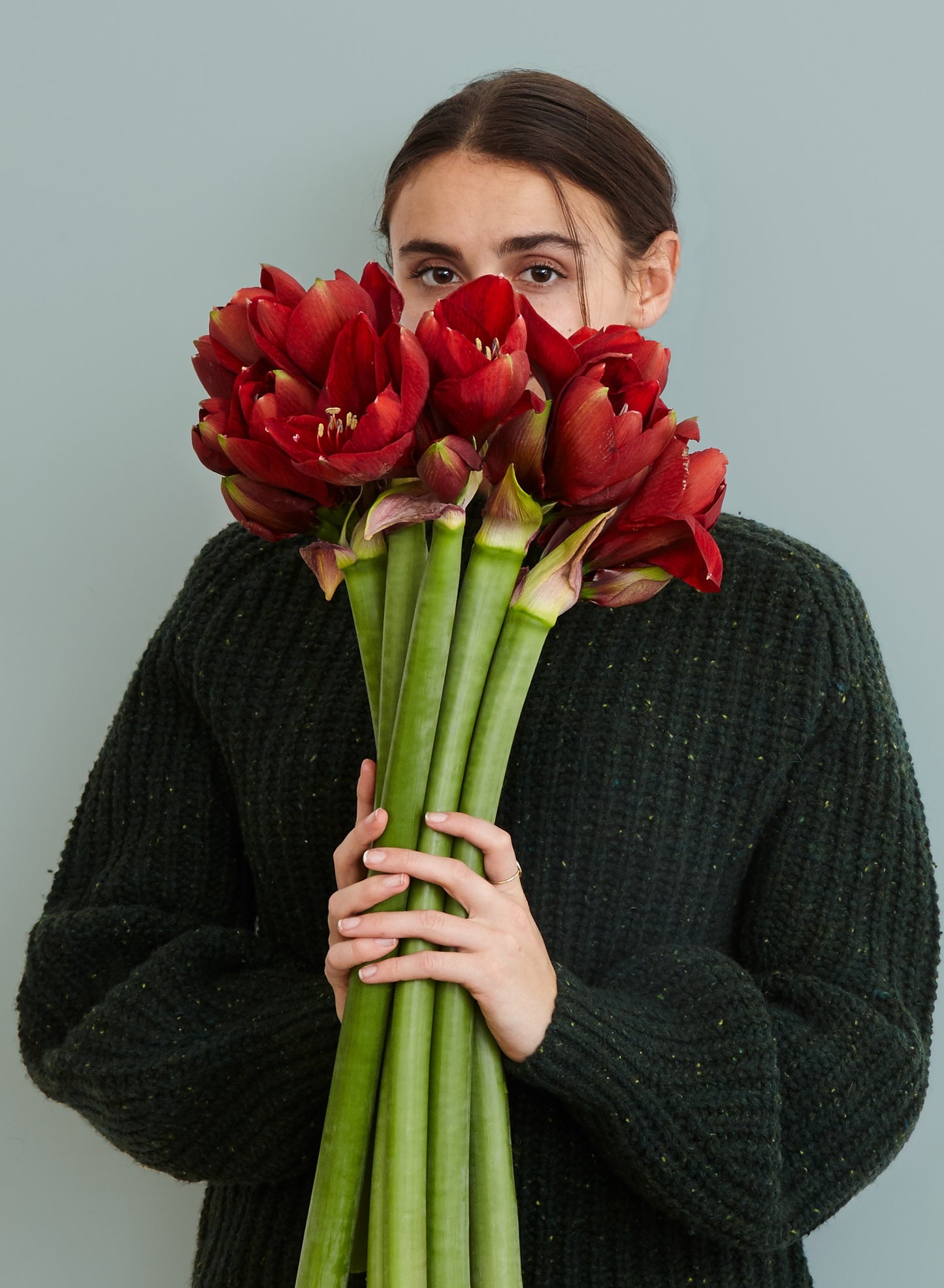 Red Amaryllis