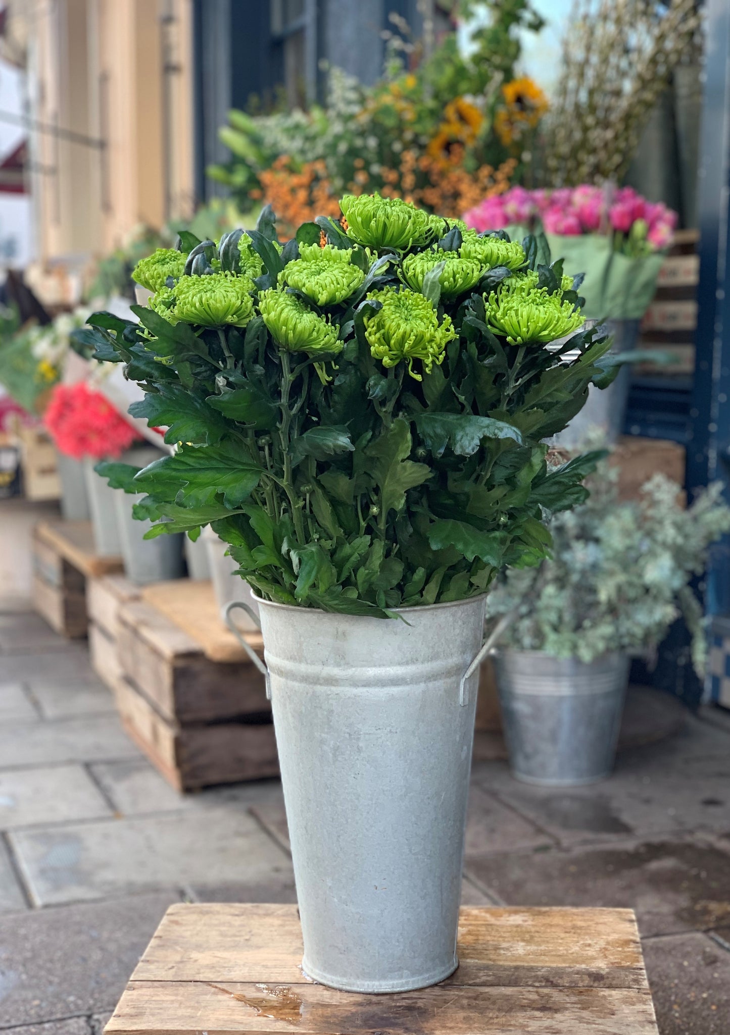 Green chrysanthemum blooms