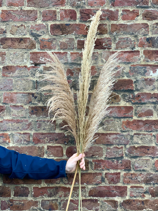 Dried Pampas Grass