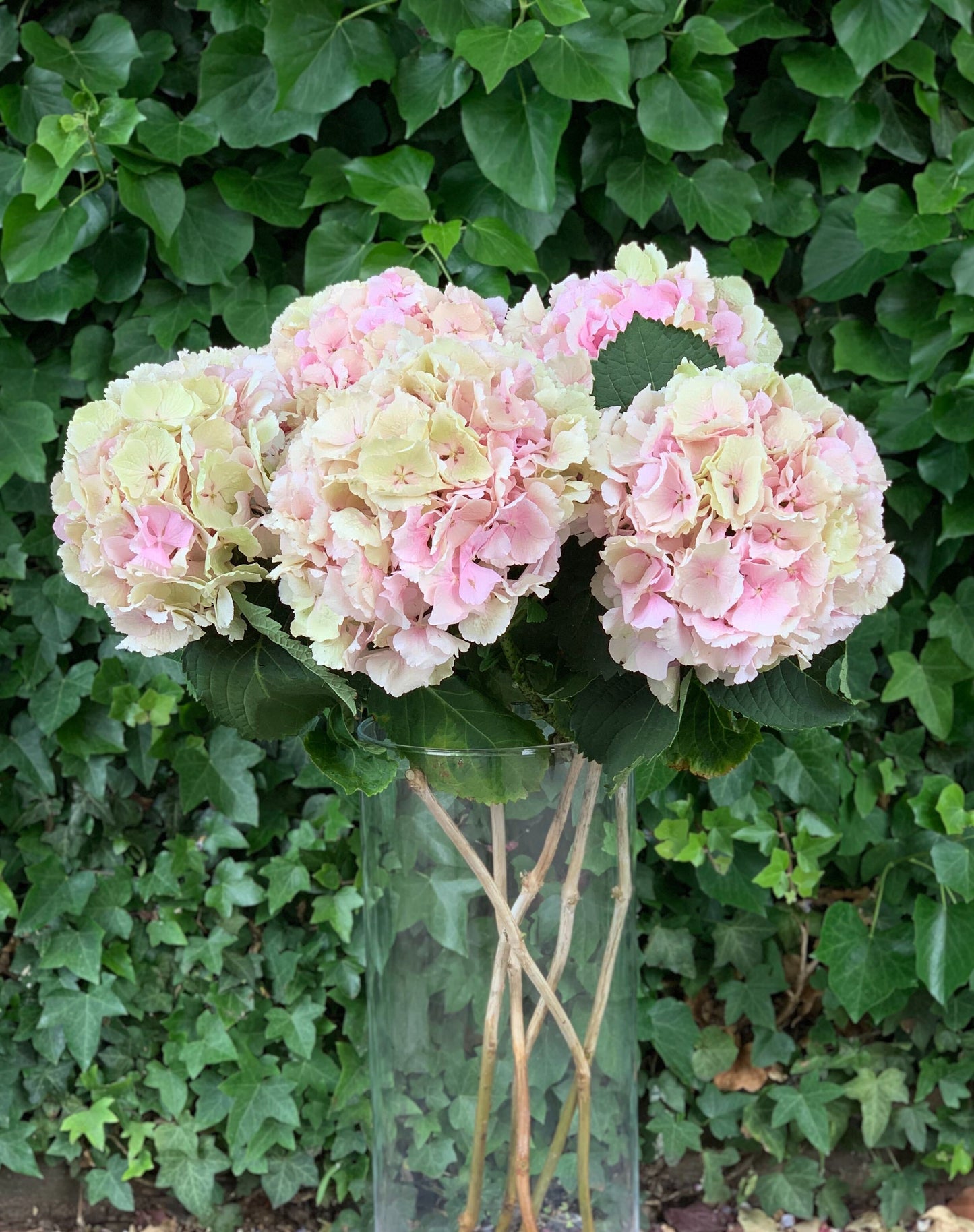 Our pick of Hydrangea