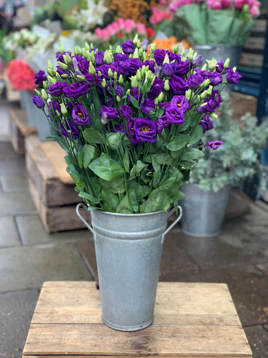 Purple lisianthus