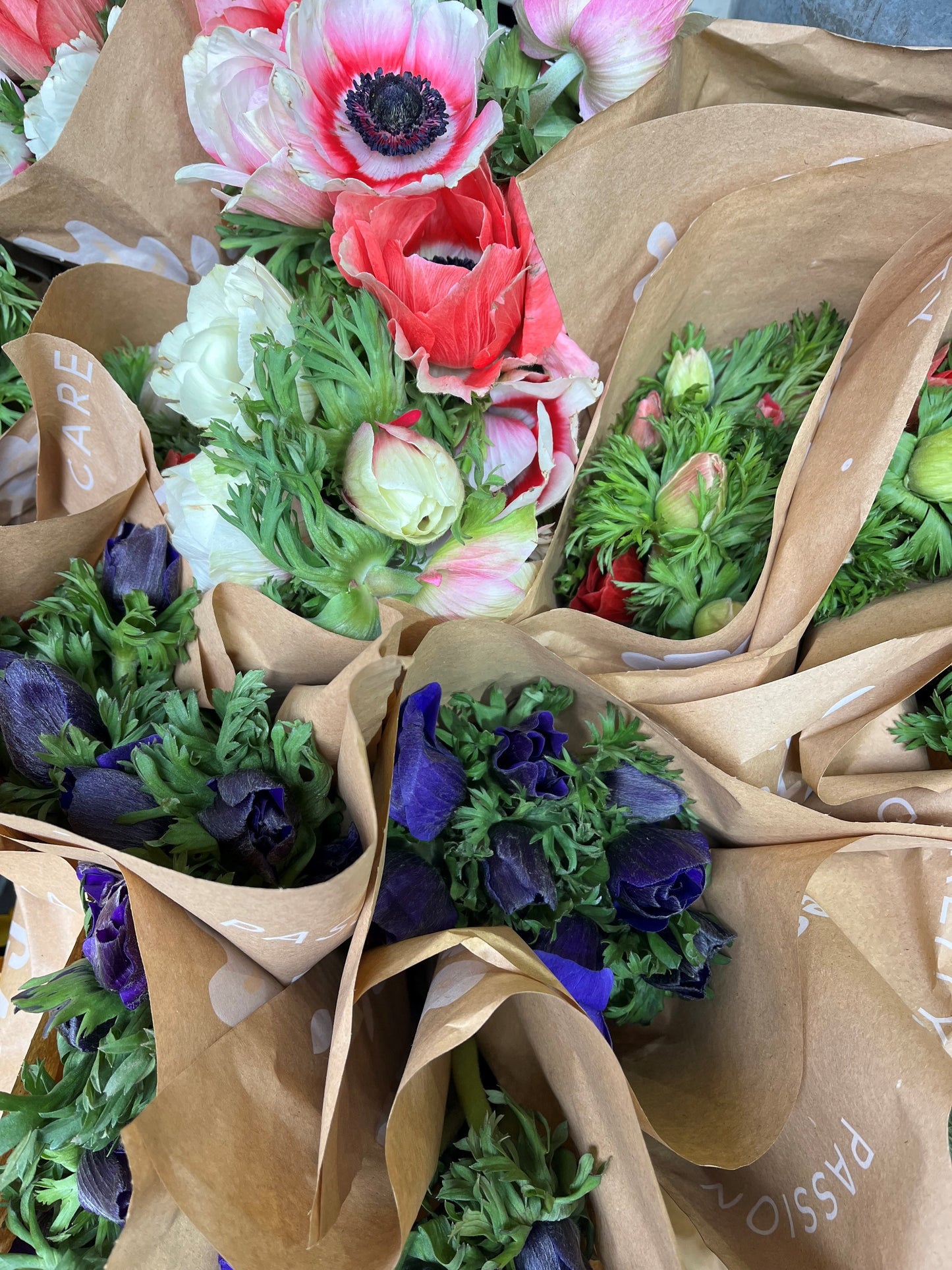 Our pick of the Anemones