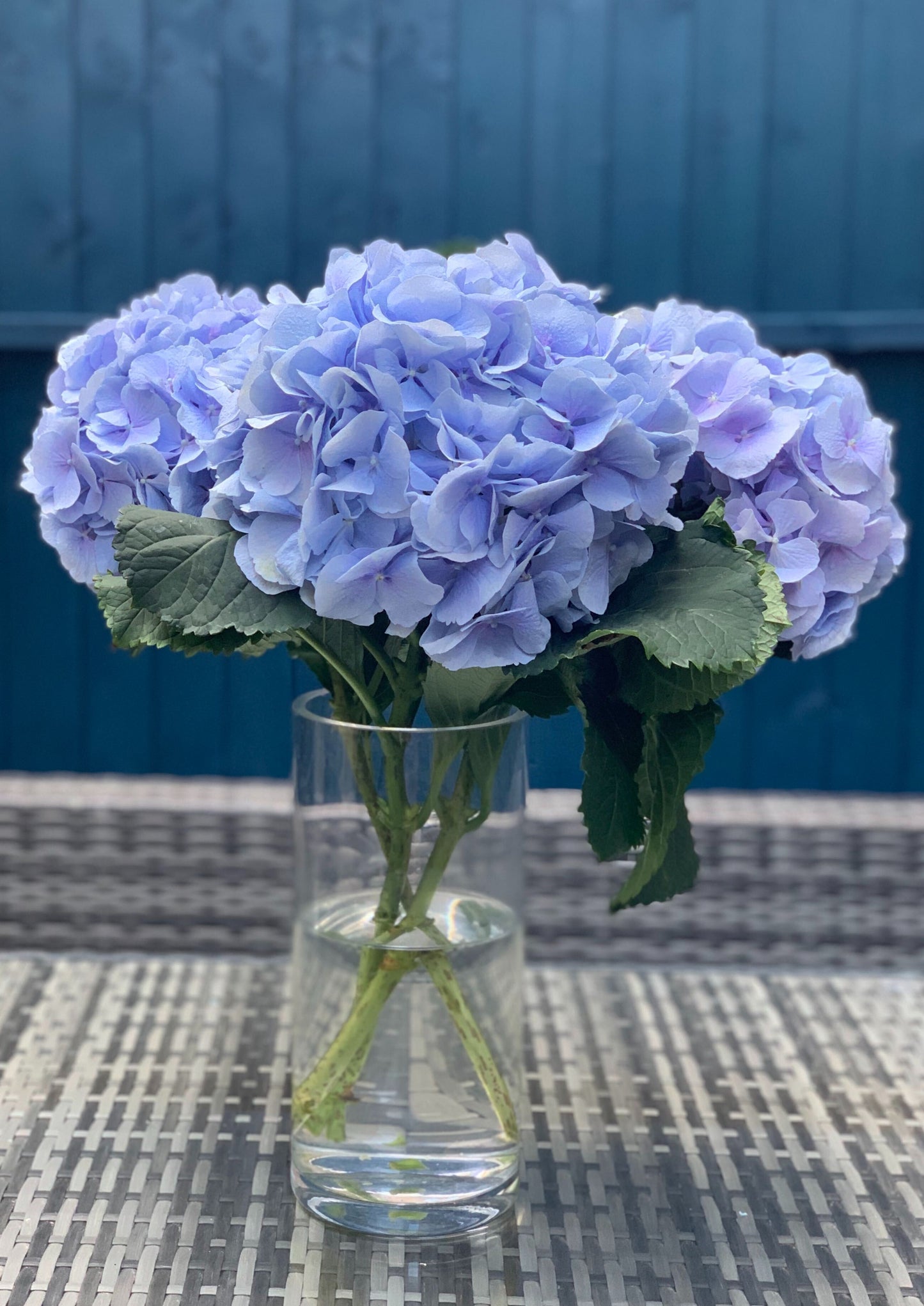 Our pick of Hydrangea