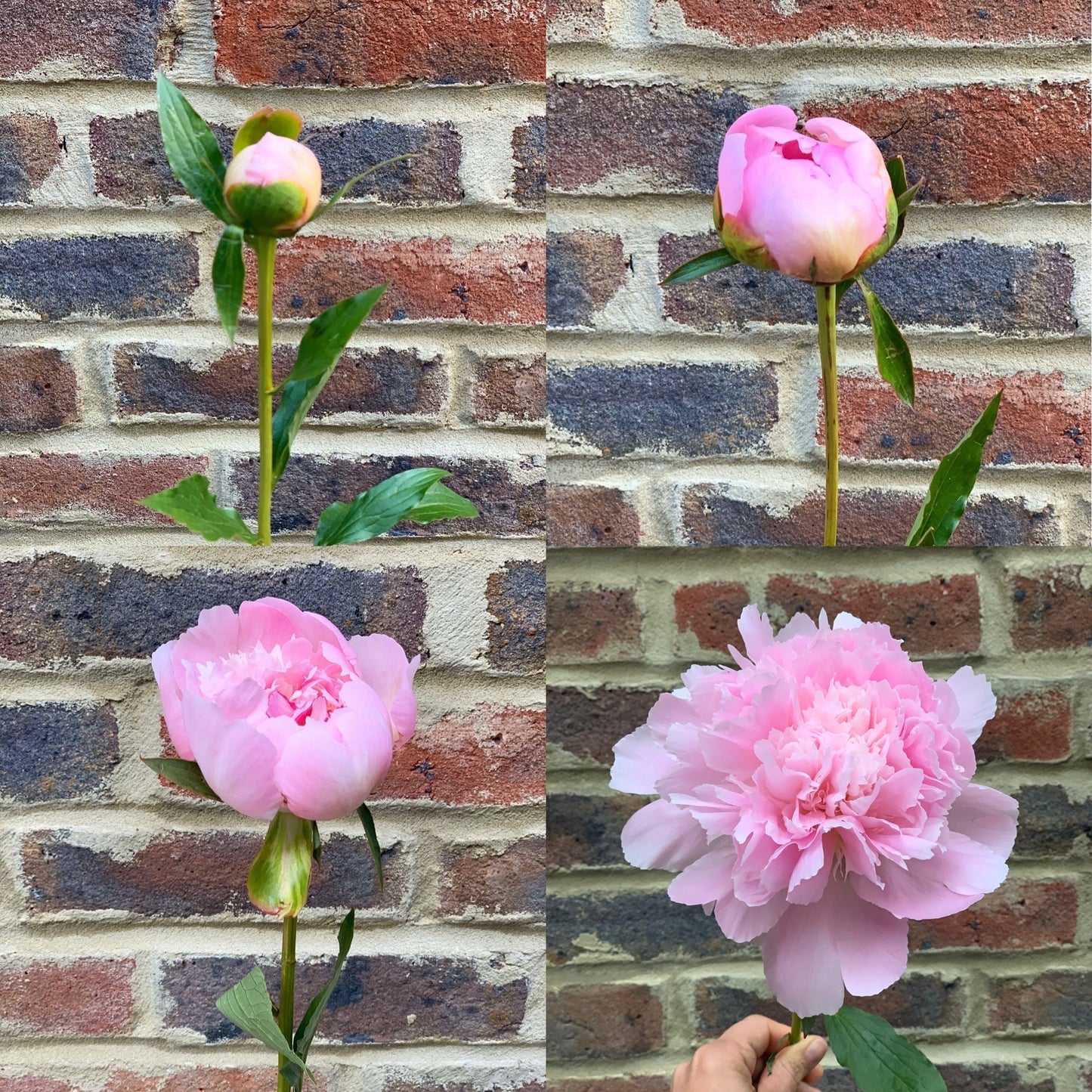 Pink & White Peonies