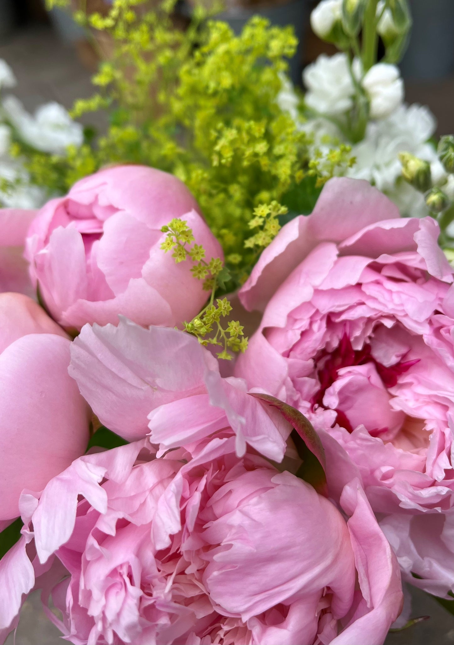 Peony bundle
