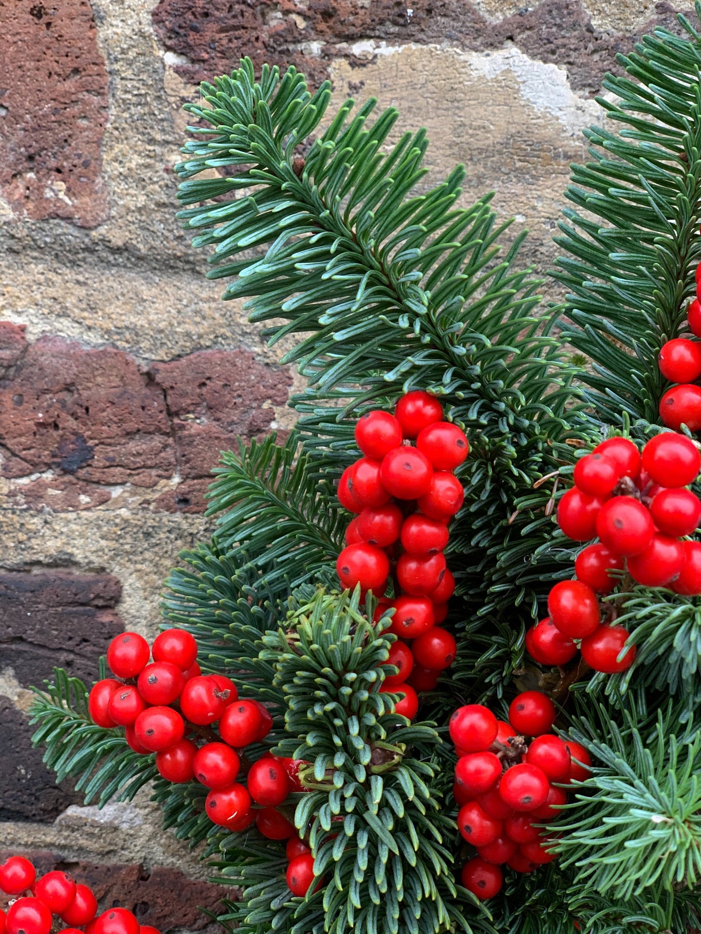 Fresh pine & ilex berry wreath